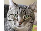 Adopt Owen a Domestic Shorthair / Mixed (short coat) cat in Crystal Lake