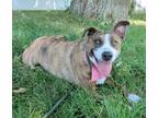 Adopt Charlotte a Australian Cattle Dog / Mixed dog in Logan, UT (38819736)