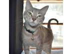 Adopt Bacardi a Tan or Fawn Domestic Shorthair / Mixed cat in Wichita