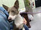 Adopt Laney a Australian Shepherd / Mixed dog in Beebe, AR (38538379)