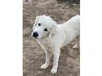 Adopt Heaven (heavan) a White Great Pyrenees dog in Castle Rock, CO (36098637)