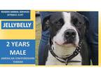 Adopt JELLYBELLY a Black - with White American Pit Bull Terrier / Mixed dog in