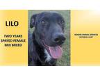 Adopt LILO a Brindle Plott Hound / Mixed dog in Rogers, AR (36089872)