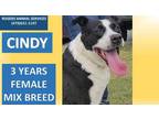 Adopt CINDY a Black - with White American Pit Bull Terrier / Mixed dog in