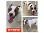 Adopt BUCKEYE a White - with Brown or Chocolate American Pit Bull Terrier /