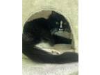 Adopt MUCHY a All Black Domestic Shorthair / Mixed (short coat) cat in San
