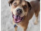 Adopt CHASE a Tan/Yellow/Fawn - with White American Pit Bull Terrier / Mixed dog