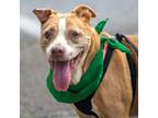Adopt Ruth a Brown/Chocolate American Pit Bull Terrier / Mixed dog in