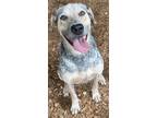 Adopt Dash a Gray/Blue/Silver/Salt & Pepper Hound (Unknown Type) / Catahoula