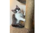 Adopt Cash a Gray or Blue (Mostly) Domestic Mediumhair / Mixed (medium coat) cat