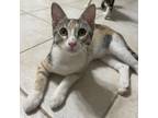 Adopt Tiger Lily a Calico or Dilute Calico Domestic Shorthair / Mixed cat in