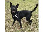 Adopt Edgar a Black Mixed Breed (Large) / Mixed dog in Dayton, OH (38567422)