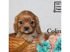 AKC Colin