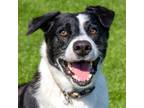 Adopt Buddy a Black Border Collie / Mixed dog in Evansville, IN (38801105)