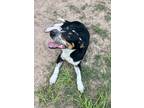 Adopt Bonnie Blue a Black - with White Cattle Dog / Mixed dog in Pattison