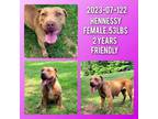Adopt 2023-07-122 *Hennessy* a American Pit Bull Terrier / Mixed dog in Winder