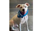 Adopt Casper a White American Staffordshire Terrier / Labrador Retriever dog in