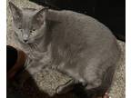 Adopt Blue & Tigger a Gray or Blue Russian Blue / Mixed (short coat) cat in