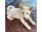 Shiba Inu Puppy for sale in Richmond, TX, USA