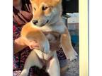 Shiba Inu Puppy for sale in Richmond, TX, USA