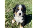 Bernese Mountain Dog Puppy for sale in Peoria, IL, USA