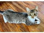 Adopt Indiana Jones a Domestic Shorthair / Mixed (short coat) cat in Newaygo