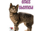 Adopt Grace Sheffield a Gray or Blue Domestic Mediumhair / Domestic Shorthair /