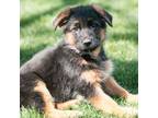 German Shepherd Dog Puppy for sale in Berne, IN, USA