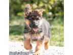 German Shepherd Dog Puppy for sale in Berne, IN, USA