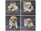 Poodle (Toy) Puppy for sale in Blacksburg, SC, USA
