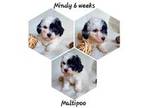 Maltipoo Puppy for sale in Blacksburg, SC, USA