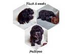 Maltipoo Puppy for sale in Blacksburg, SC, USA