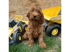 Mutt Puppy for sale in Rock Valley, IA, USA