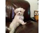 Maltese Puppy for sale in Newton, MA, USA