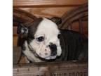 Bulldog Puppy for sale in Wickliffe, KY, USA