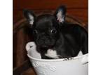 French Bulldog Puppy for sale in Wickliffe, KY, USA