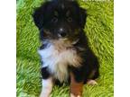 Miniature Australian Shepherd Puppy for sale in Reagan, TN, USA