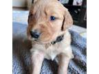 Golden Retriever Puppy for sale in Treynor, IA, USA