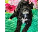 Mutt Puppy for sale in Bayfield, WI, USA