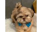 Shih Tzu Puppy for sale in Tallahassee, FL, USA