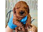 Goldendoodle Puppy for sale in Bogata, TX, USA