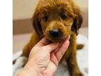 Goldendoodle Puppy for sale in Bogata, TX, USA