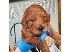 Goldendoodle Puppy for sale in Bogata, TX, USA