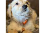 Golden Retriever Puppy for sale in Longwood, FL, USA