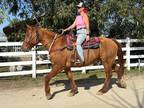 Big AQHA Gelding