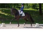 Exceptional Dressage Gelding - 3 Impressive Gaits and Outstanding Personality