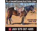 Stout Built Bay, Ranch/Trail Horse Deluxe, Safe/Gentle! Go to