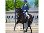 Enchanting All-Around Gelding With Amazing Reviews