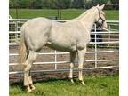 AQHA 2022 Cremello Filly Big and Athletic