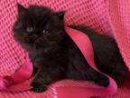 Daisy Black Smoke Persian